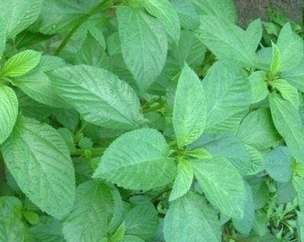 10,000+ Pcs. 26g Jute seeds,Saluyot, Molokhia, Egyptian spinach Corchorus olitorius,can grow in a greenhouse, or outdoor in warm weather