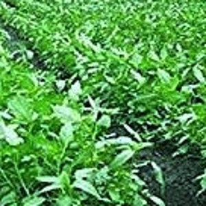 1,000Pcs. Jute seeds,Saluyot,Koshta Tororo no, Molokhia, Egyptian spinach seeds Corchorus olitorius can grow in a green house image 3