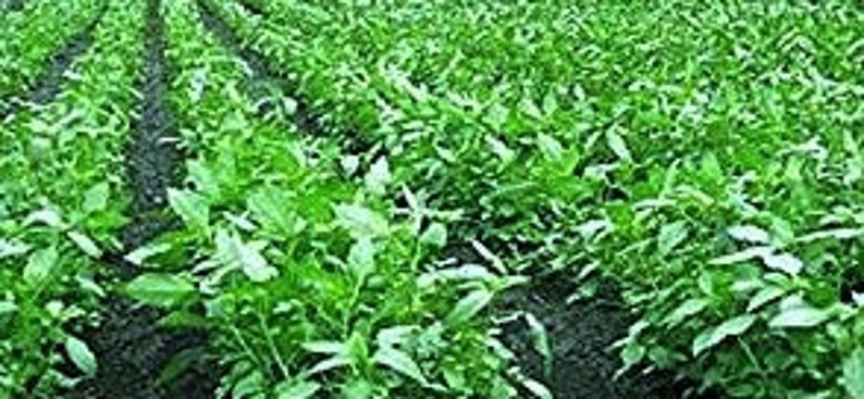 1,000Pcs. Jute seeds,Saluyot,Koshta Tororo no, Molokhia, Egyptian spinach seeds Corchorus olitorius can grow in a green house image 3