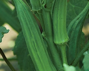 60-65 Okra Seeds ''Clemson Spineless''  Top Quality Mix Short & Long Seeds -Organic Non GMO Heirloom Variety Productive easy to grow