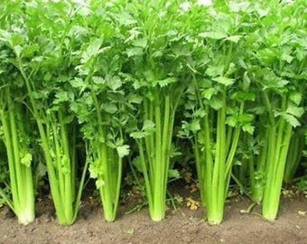 Tango Celery Seeds ORGANIC NON GMO 200-300 Seeds