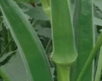 65 Organic Spineless Clemson Okra Seeds Abelmoschus esculentus
