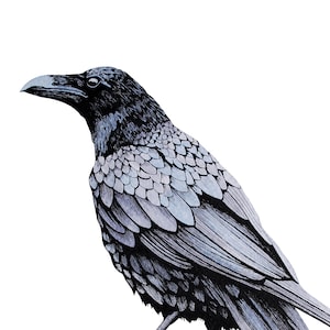 A4-inkt en aquarel gesigneerde print van een kraai. Kunst illustratie print tekening schilderij kraai vogel. RSPB-donatie.