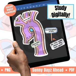 Echo Tech Anatomy Study Guide, Goodnotes Digital Adult Cardiac Sonographer Learning Tool, Echocardiogram Exam Heart Views Reference Aid