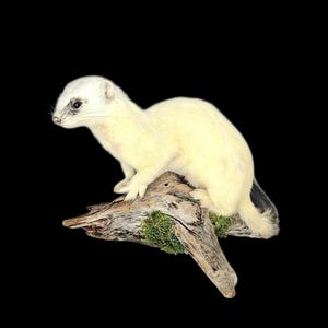 May include: A taxidermy ermine with white fur and dark eyes, positioned standing on a piece of weathered driftwood. The small animal has a slender body, pointed ears, and a short tail, with patches of green moss attached to the textured wood base.