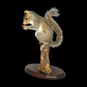 May include: A taxidermied squirrel perched on a small tree trunk, holding a nut. The squirrel has grey and brown fur, a bushy tail, and is mounted on a dark wooden oval base. The background is black.