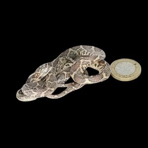 May include: A coiled snake with a patterned gray and brown body rests next to a coin on a black background. The snake's scales are visible, and the coin provides a size reference. The snake is a reptile.