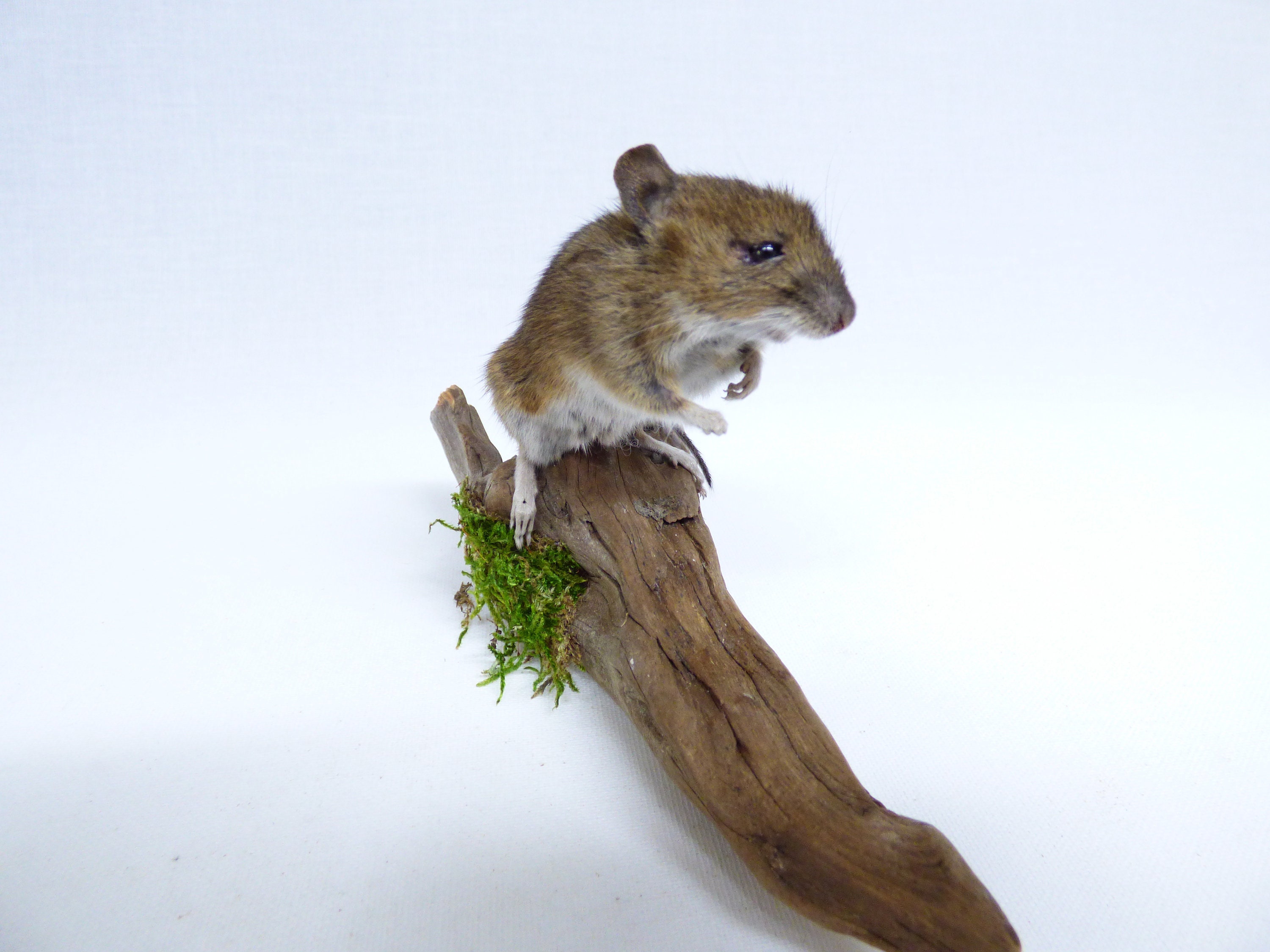Taxidermy Field Mouse. Log no 820. Standing on solid wood Etsy