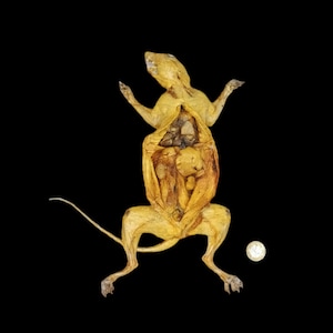 May include: A preserved rodent specimen, tan in colour, with visible internal organs. The animal has a long tail and outstretched limbs. A coin is placed beside the specimen for scale. The background is black.