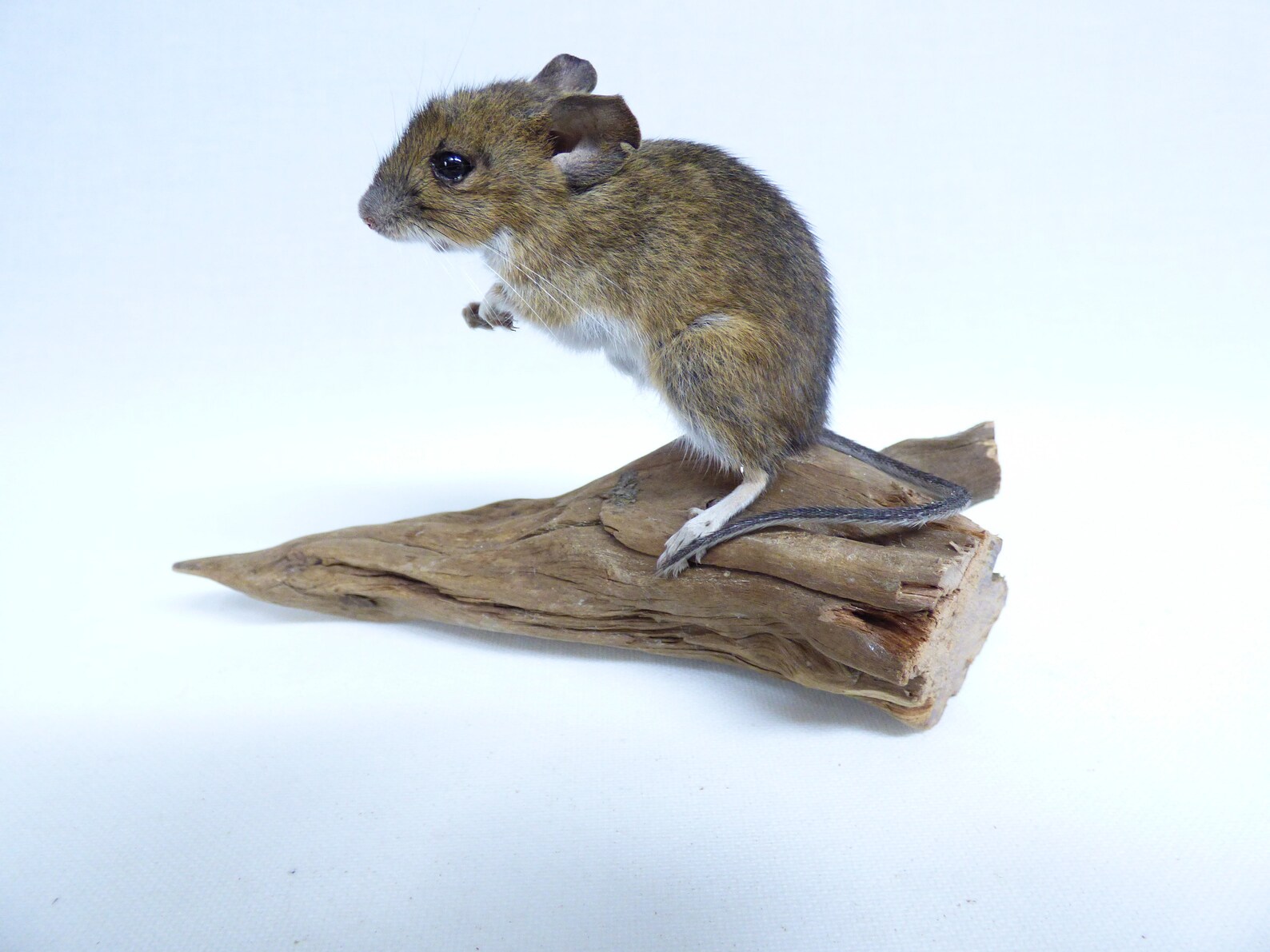 Taxidermy Field Mouse. Log no 820. Standing on solid wood Etsy
