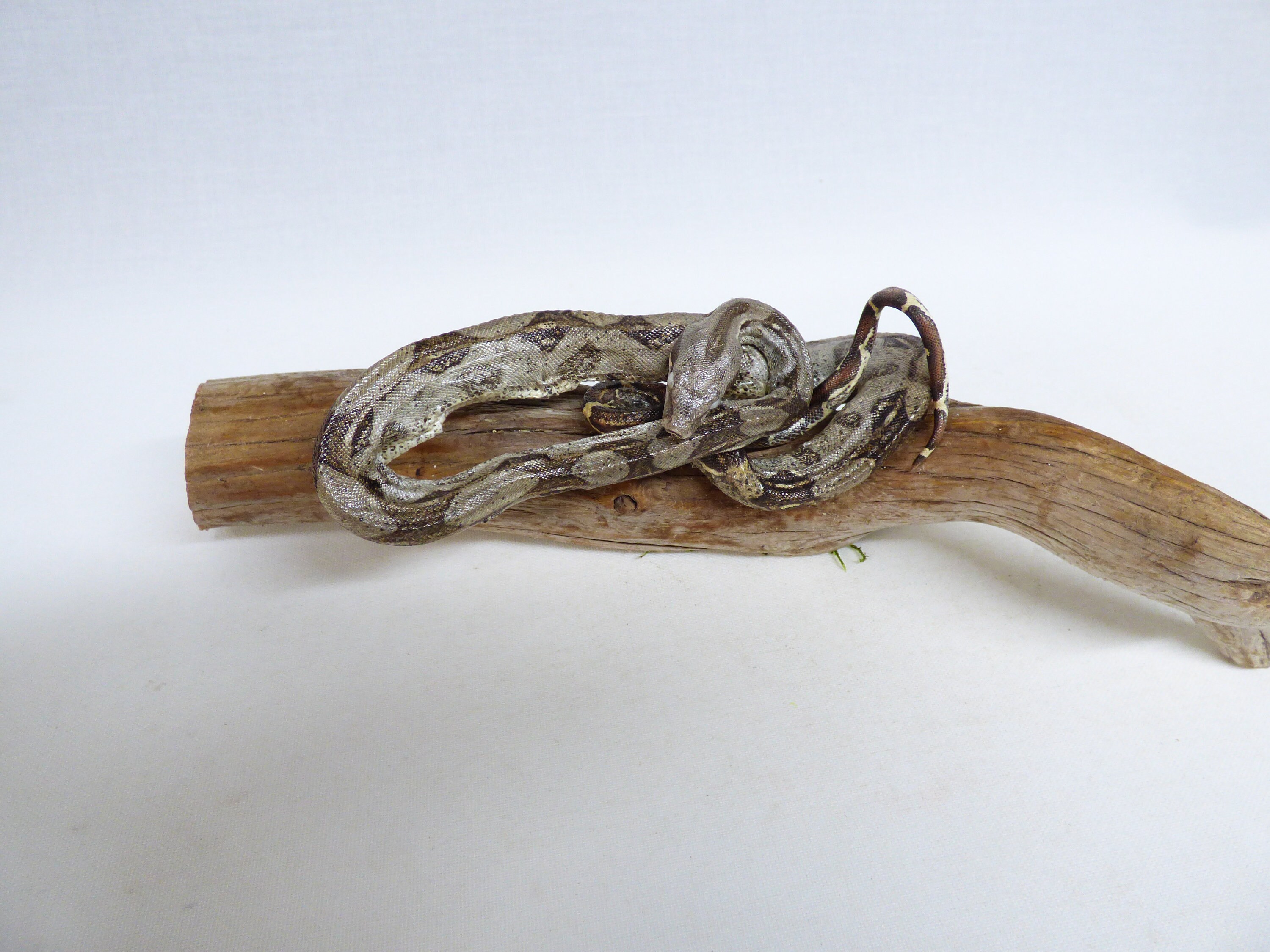 Taxidermy Small Boa Constrictor Snake Boidae Log No 753 Etsy