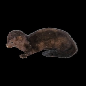 May include: A dark brown mink against a black backdrop. The mink is in profile, displaying its small ears, tiny paws, and long, slender body. The fur appears soft and dense.