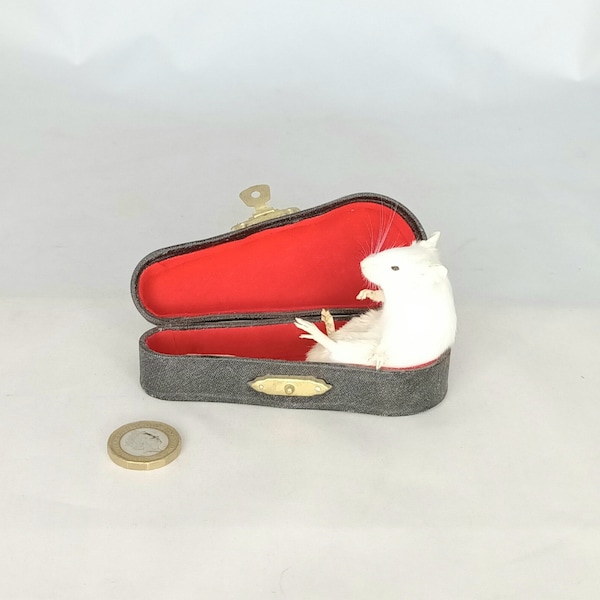 Taxidermy White Mouse Sitting In A Violin Case. Log no 199. Length 11cm.