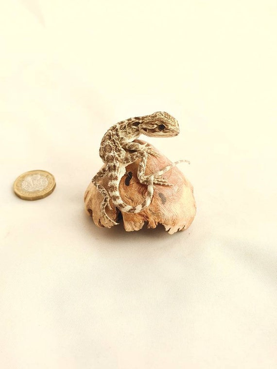 Taxidermy Baby Bearded Dragon. Log No. 1011 on Carved Cap of Etsy