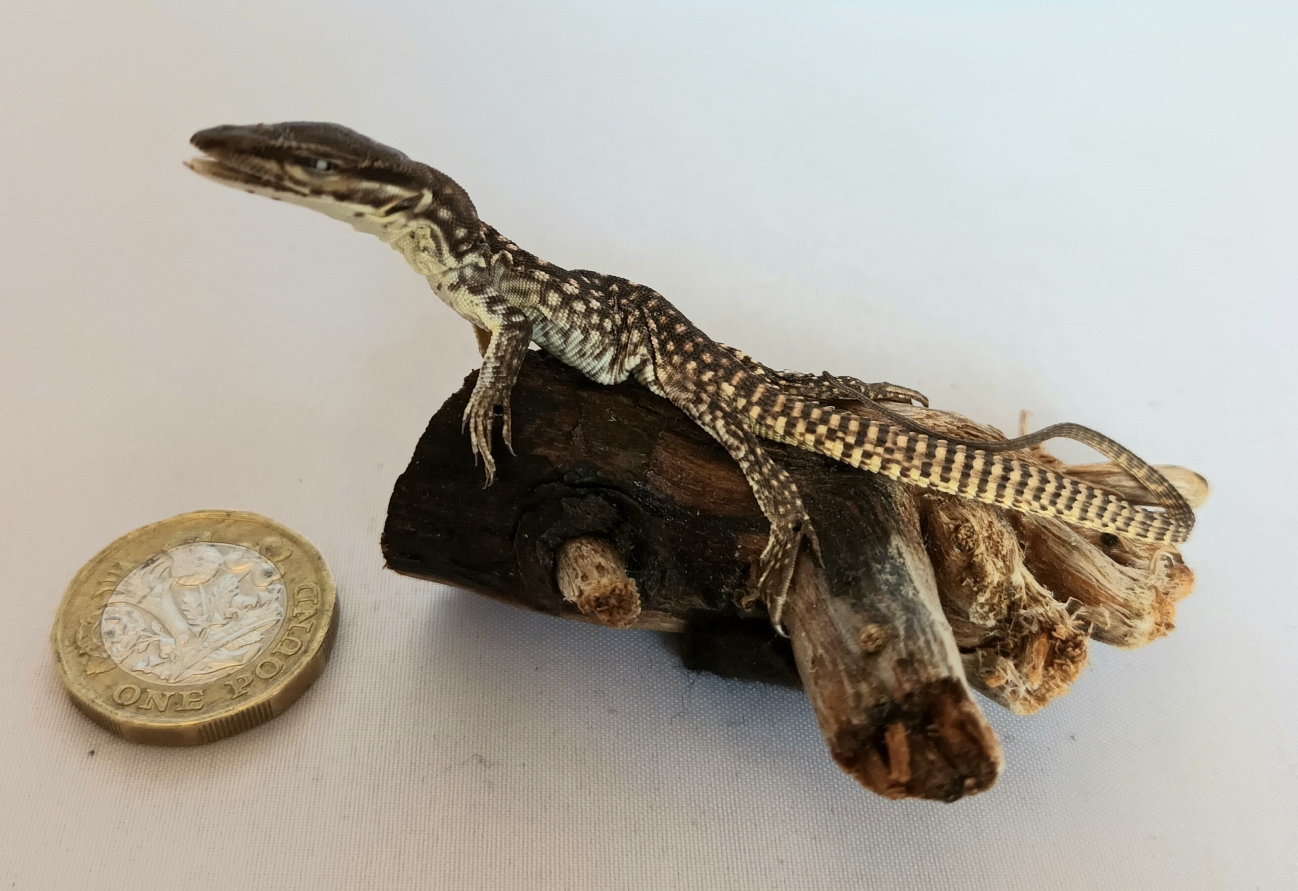 Baby Argus Monitor