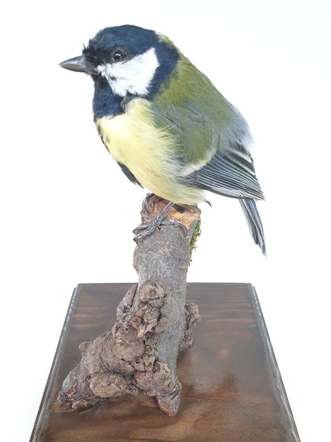 Taxidermy Great tit. Log no 78a. Parus major. Etsy