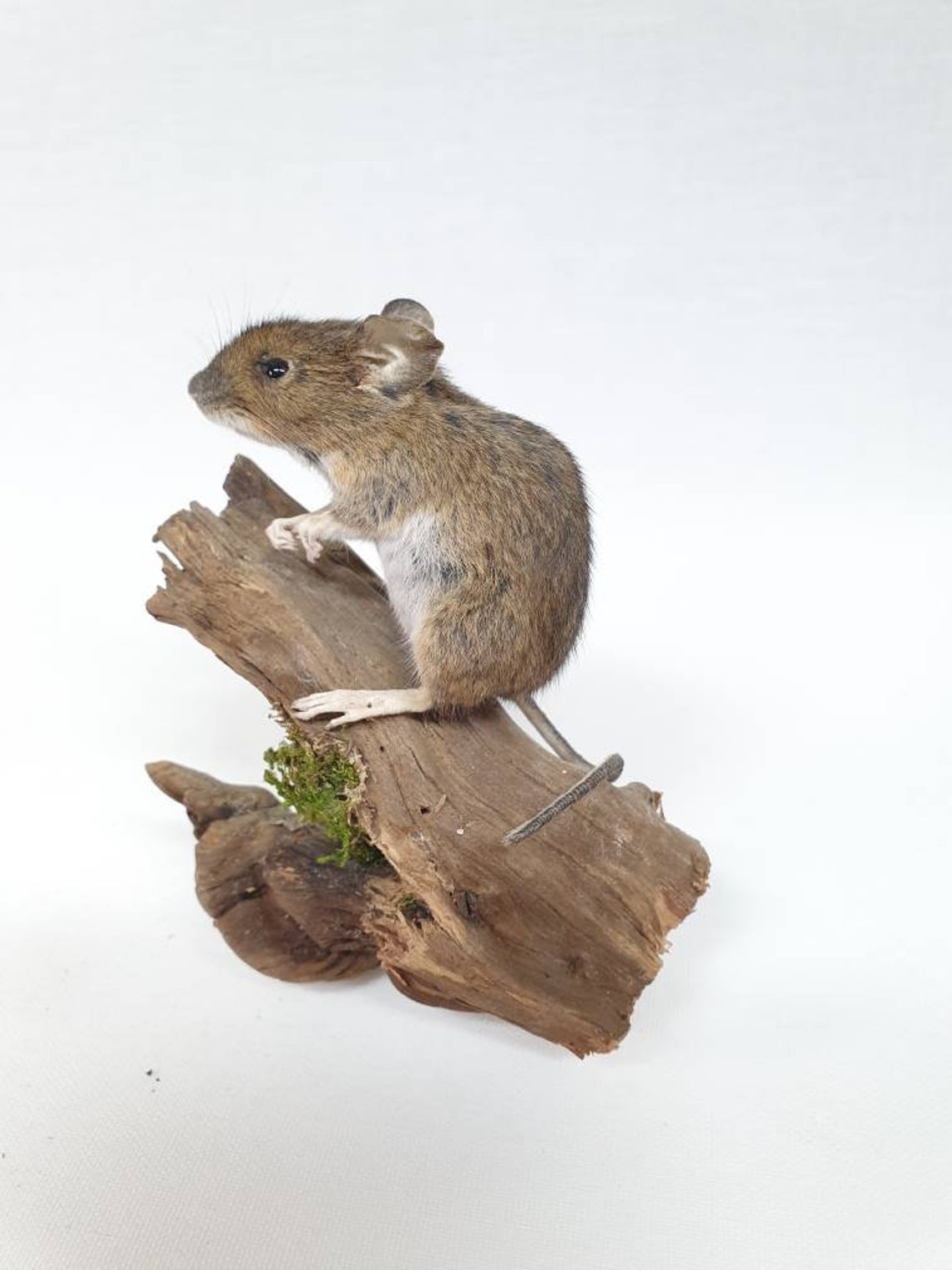 Taxidermy Field Mouse. Log no 830. Standing on solid wood Etsy
