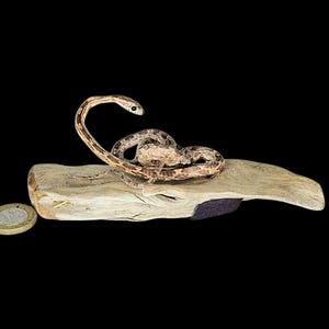 May include: A studio photograph of a small snake coiled on a piece of driftwood. The snake has a patterned, tan and brown skin. A coin rests near the driftwood, providing a size reference. The background is solid black.