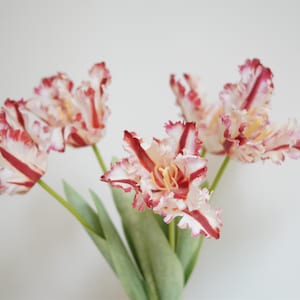 May include: A bouquet of white and red striped tulips with ruffled petals.
