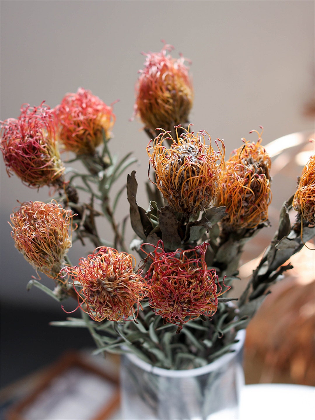 Natural Plants Dried Flowers,south Africa Cushion Flower, Home Stay, Dining Table, Northern