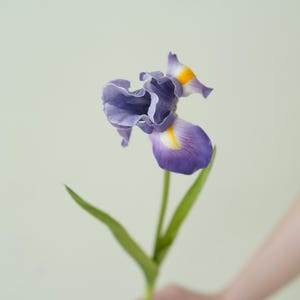 May include: A single purple iris flower with yellow accents on the petals. The flower is held in a hand against a light green background.