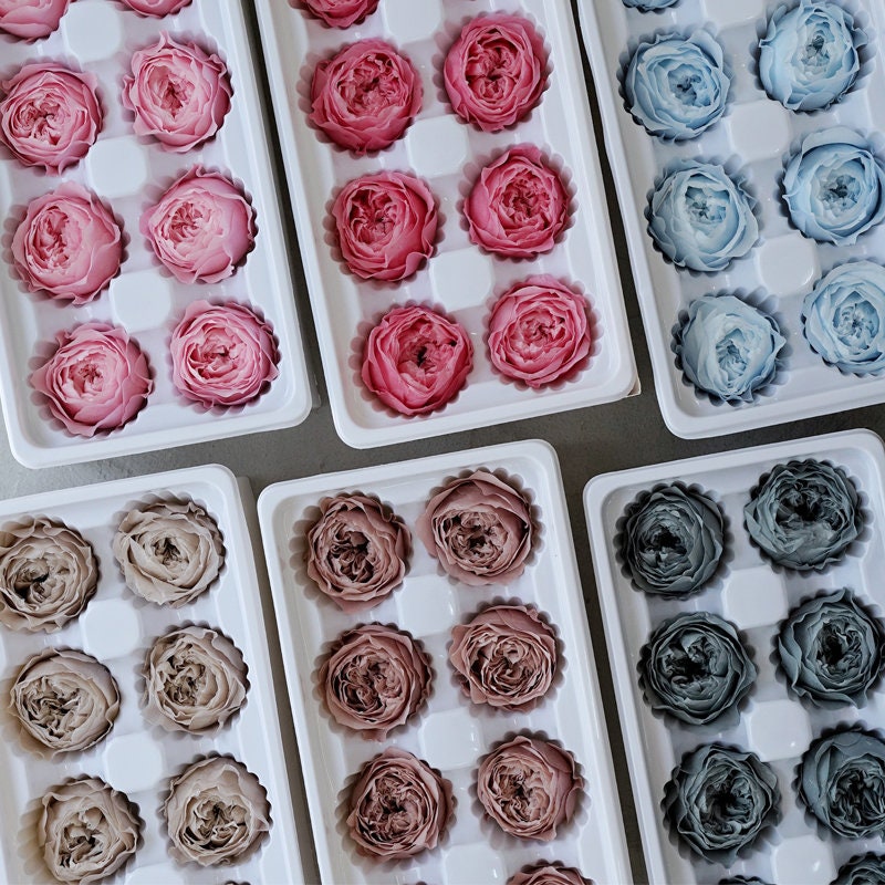 L 4-5cm(1.57in-1.96in) Colorful dried flower Real Preserved flower David Austin Rose Garden Roses Preserved Rose Heads wedding 8 pcs