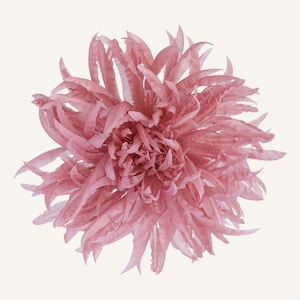 Broche de crisantemo con flor de seda rosa • Pin de solapa con flor de gran tamaño • Alta costura • Tocado • Gargantilla premium • Accesorio nupcial / MISTI