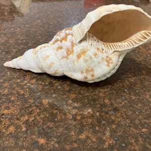 May include: A large, cream-colored seashell with brown and tan markings. The shell has a spiral shape, with a wide opening and a pointed tip. The interior of the shell is a light tan color. The shell is resting on a brown surface.