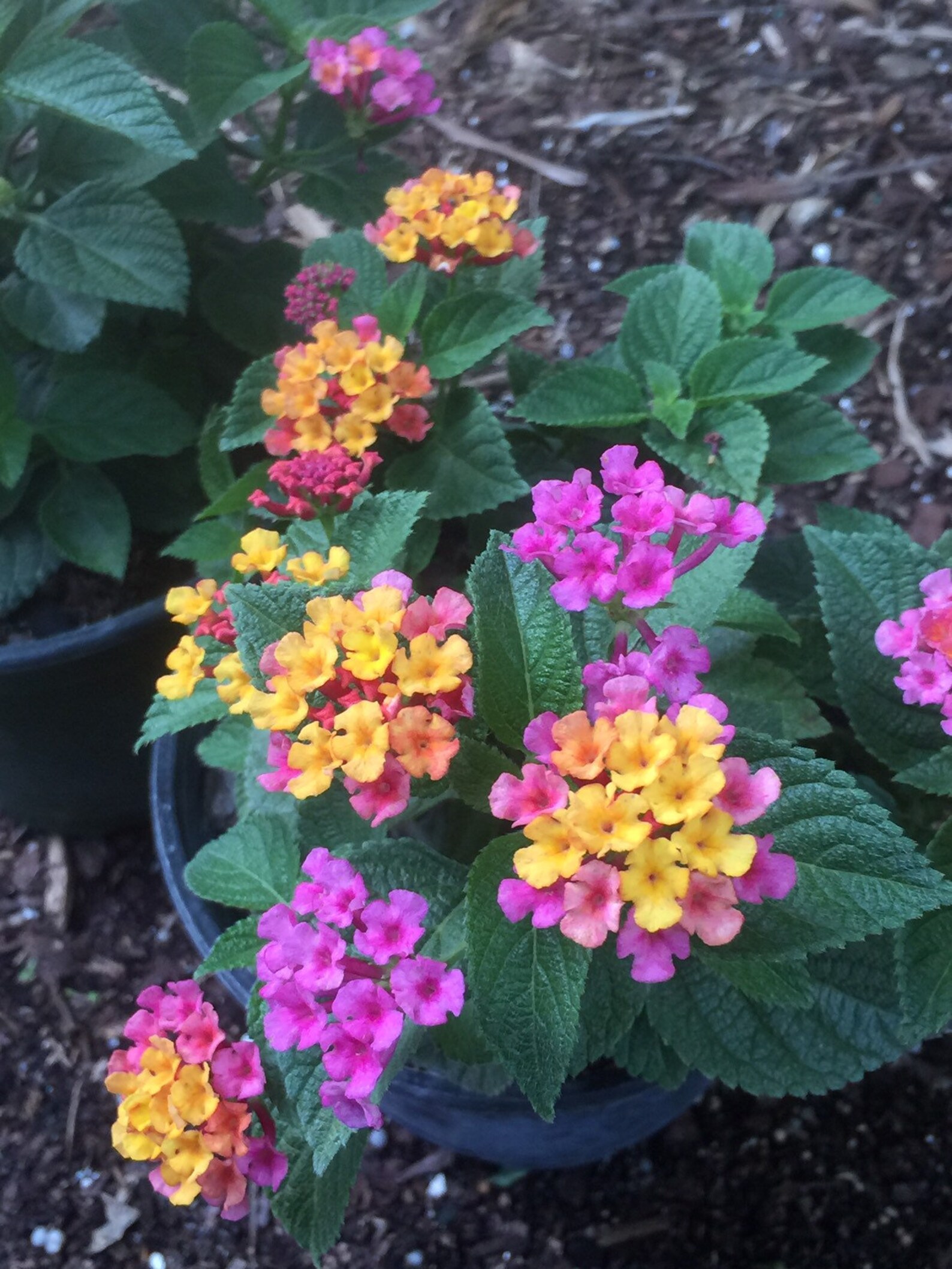 Anne Marie Lantana Nectar plant brilliantly colored blooms Etsy