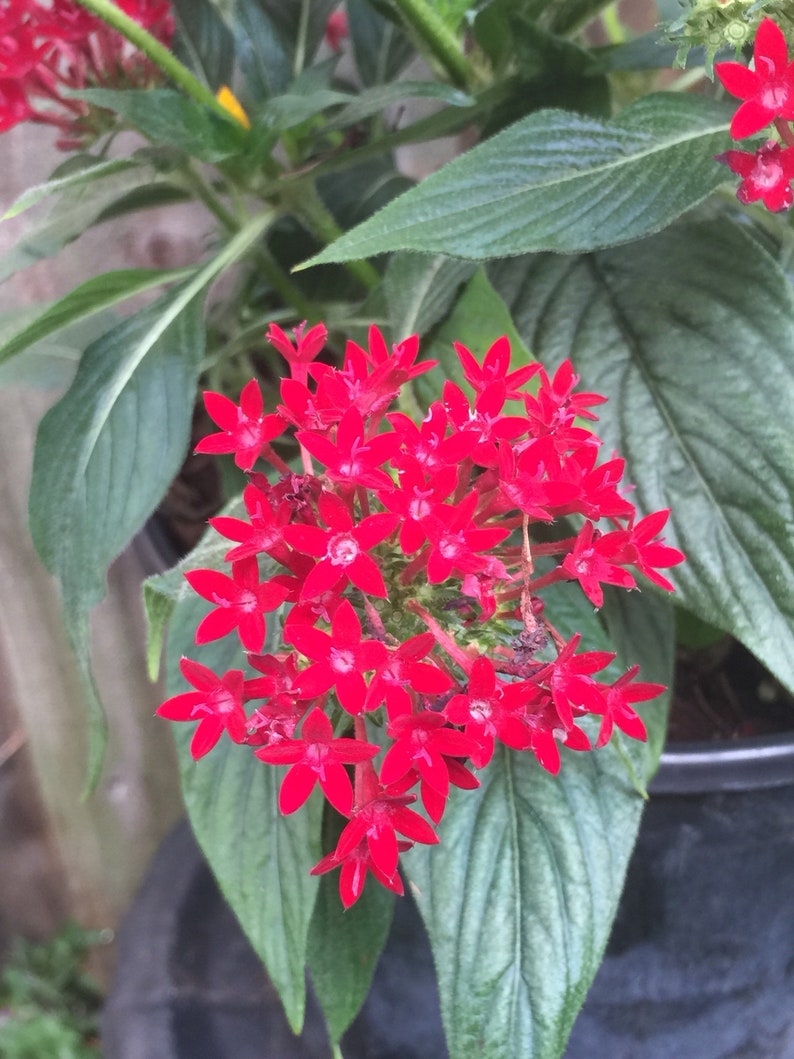 flores spress flores spress
