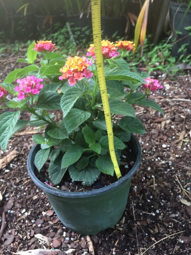 Anne Marie Lantana Nectar plant brilliantly colored blooms Etsy
