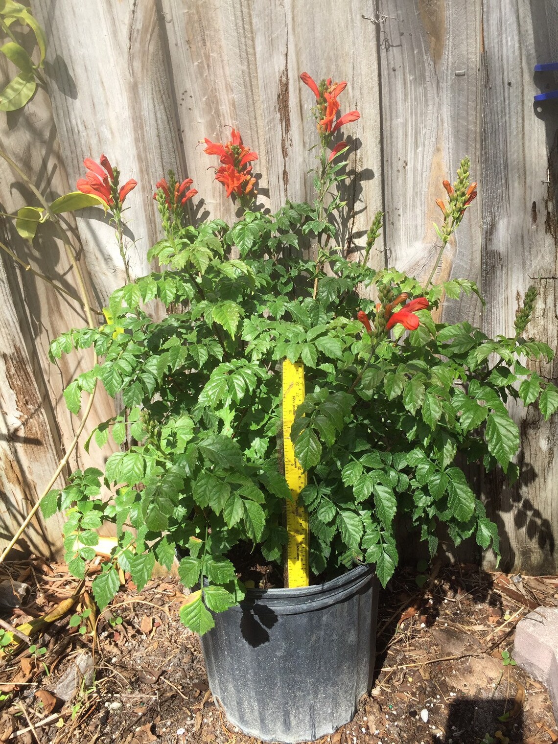 Orange Cape Honeysuckle capensis Large Plant Etsy