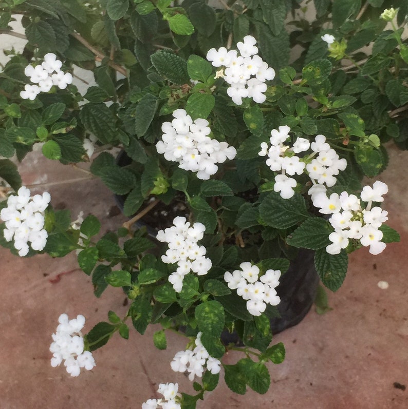 White Trailing Lantana Nectar plant flowers great Etsy