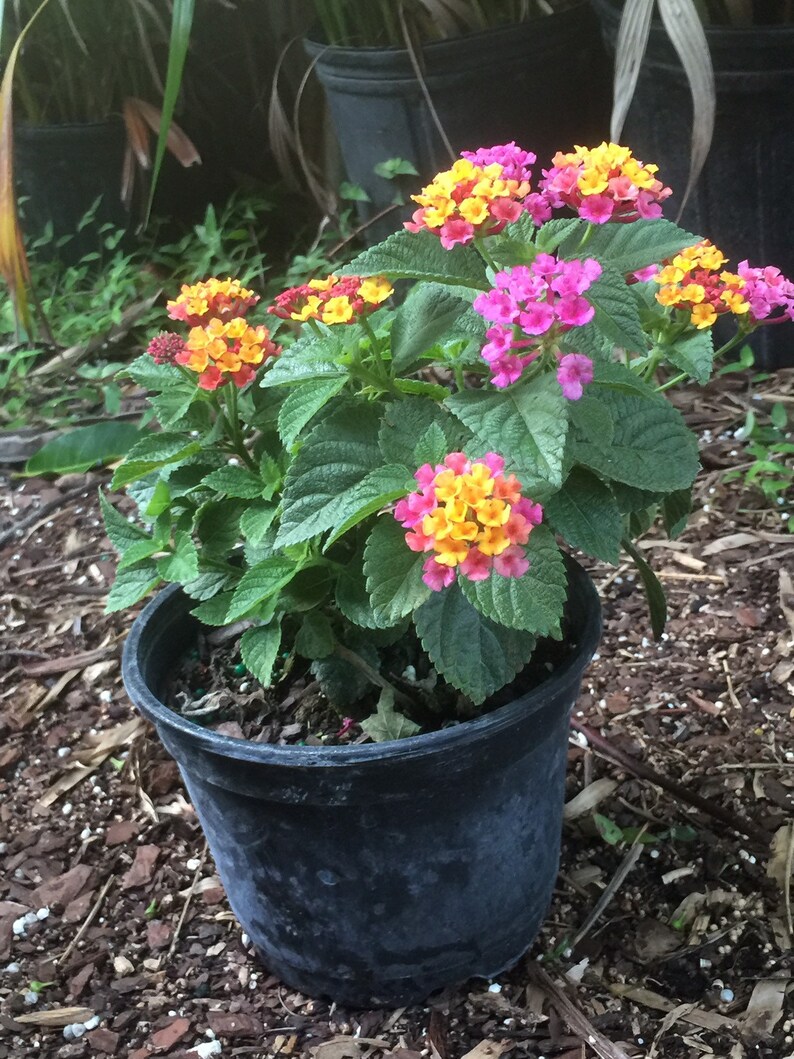 Anne Marie Lantana Nectar plant brilliantly colored blooms Etsy
