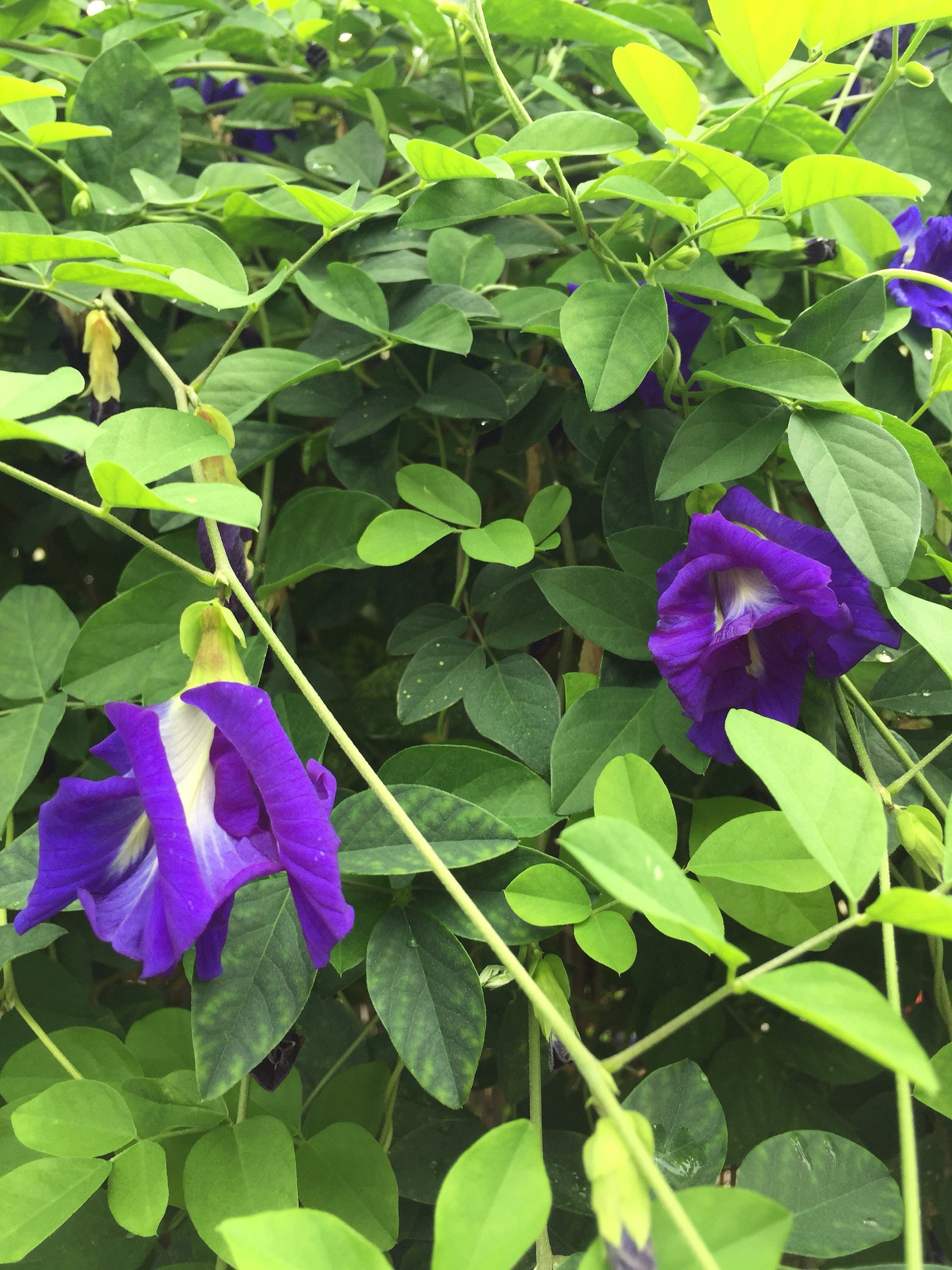 Organic Fast Growing Butterfly Garden Sweet Pea Vine Seedling Etsy