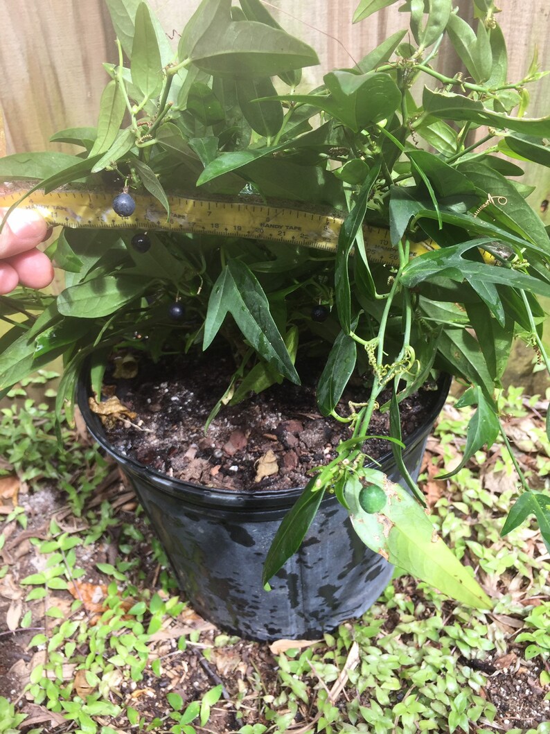 Corky Stem Passiflora suberosa Passion Flower Vine FAVORITE Etsy