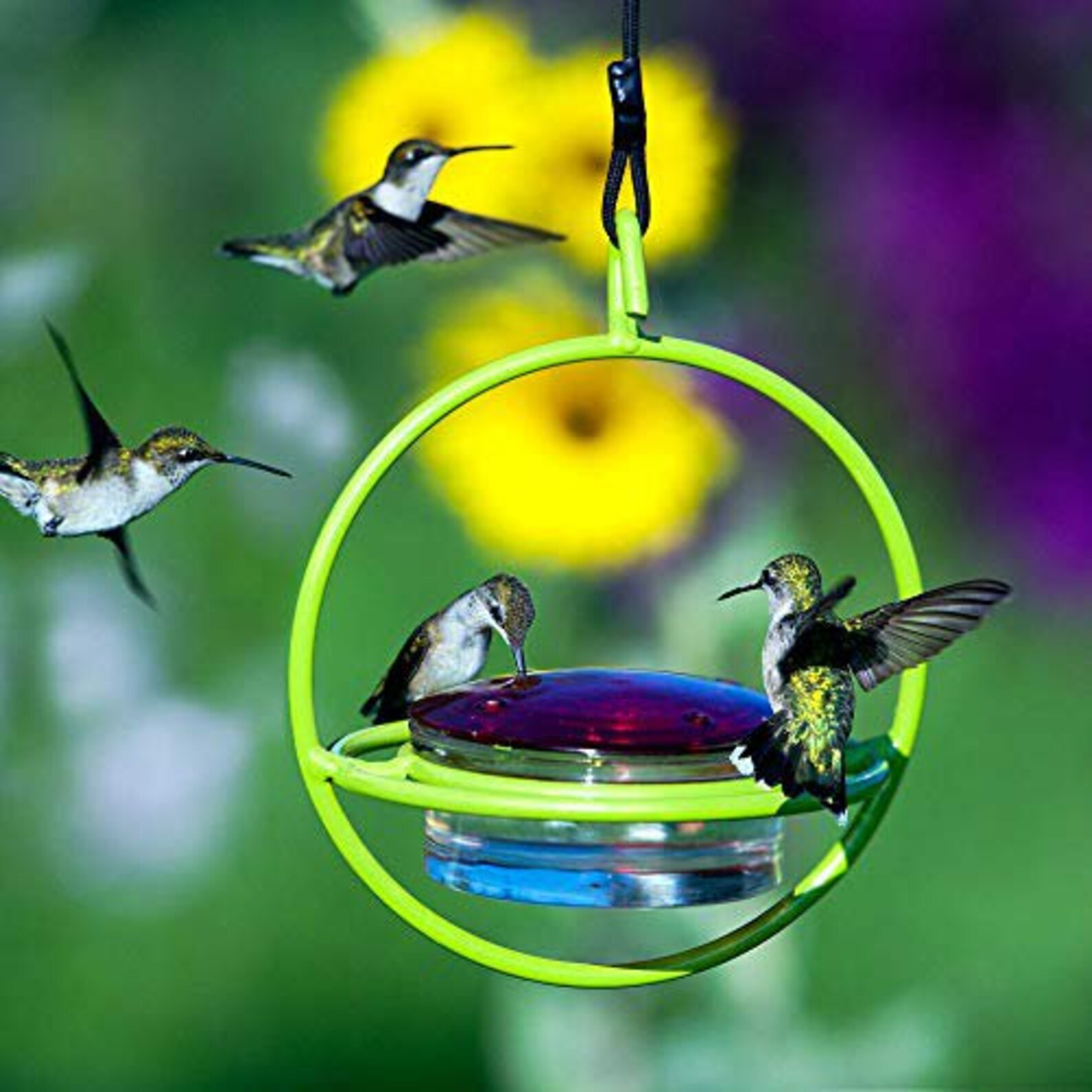 Drip Free Hummingbird Feeders Asst. Colors Etsy