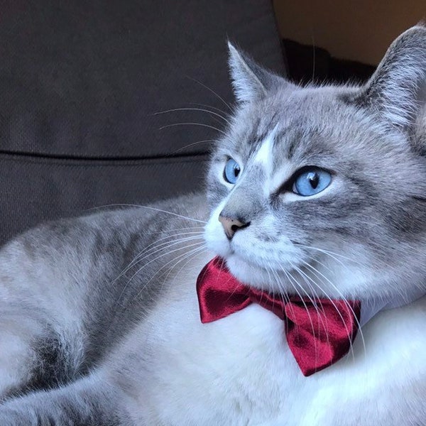 Red Satin Cat Bow tie,  Wedding Cat Bow tie
