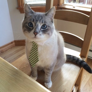 Green Striped Cat Necktie Collar image 2