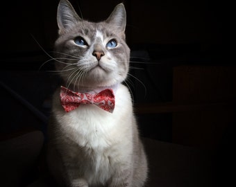 Red Print Cat Bow Tie, Optional Collar, Handmade