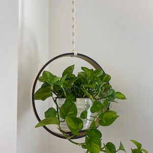 May include: A white ceramic pot with a green plant hanging from a wooden ring with a black trim. The ring is suspended from a white macrame cord.