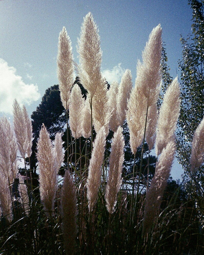 Olympus Trip 505 Film Camera Point and Shoot Camera Etsy