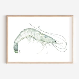 Shrimp Watercolor Print, Shrimp Print, Shrimp Artwork, Shrimp Painting, Coastal Artwork, Marine Artwork, Coastal Shrimp, Bait Artwork