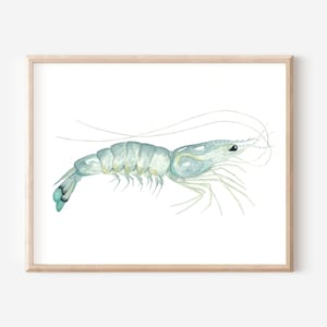 Shrimp Watercolor Print, Shrimp Print, Shrimp Artwork, Shrimp Painting, Coastal Artwork, Marine Artwork, Coastal Shrimp, Bait Artwork