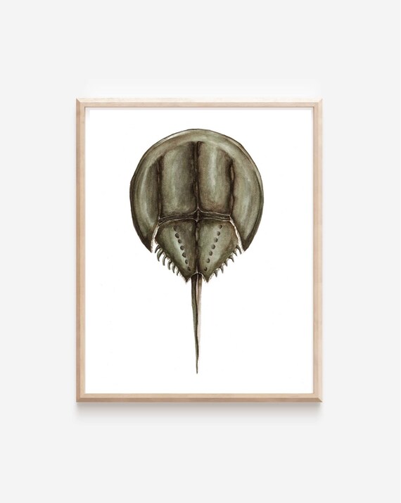 Horseshoe Crab Watercolor Print Horseshoe Crab Art Horseshoe Etsy