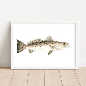 Speckled Trout Watercolor Print, Trout Art, Speckled Brown Trout Art, Trout Wall Art, Speckled Trout Art, Fish Art, Trout Print, Fish Print