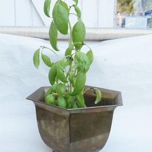 Puede incluir: Una planta verde con hojas exuberantes que crece en una maceta hexagonal de latón. La maceta tiene una pátina marrón oscura y una base ancha.