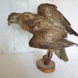 Può includere: Un uccello rapace tassidermizzato con le ali spiegate, montato su una base di legno. L'uccello ha piume marroni e beige, un becco adunco e piumaggio dettagliato. La base è ovale e in legno.
