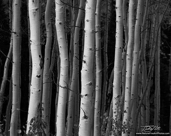 Aspen Trees Photo, Aspen Trees, Aspen Trees Photo, Black and White Photo, Deer Valley Trees, Black and White Trees