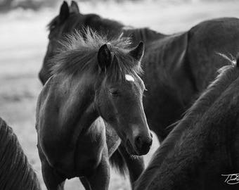 Baby Horse Photo, Baby Horse, Baby Horse Photograph, Wild Horses Photo, Wild Horses, Wild Horse Photography